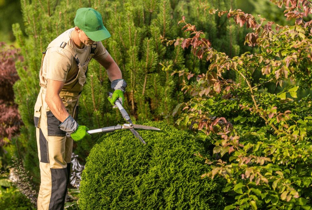 Landscaper using hedge shears to trim a round boxwood shrub